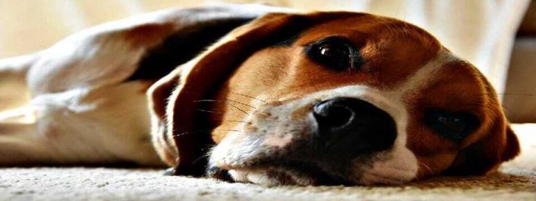 Hund hat Durchfall – Grund zur Sorge? Ursachen & Hausmittel