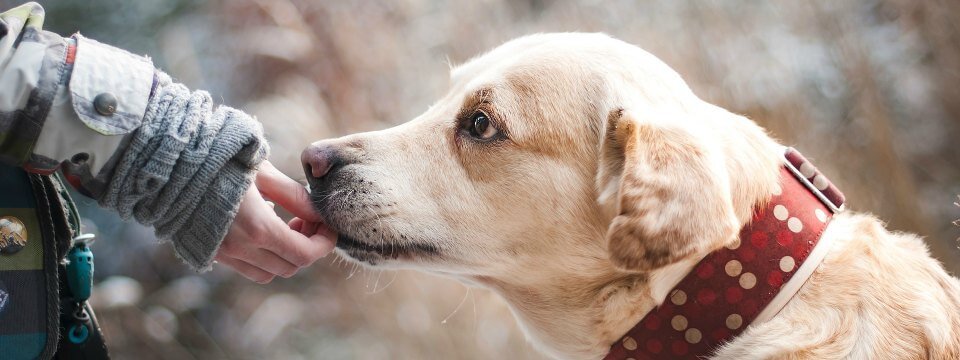 Hundeerziehung Grundlagen – schnell & einfach Hund erziehen