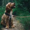Hund zieht an der Leine - Leinenführigkeit trainieren