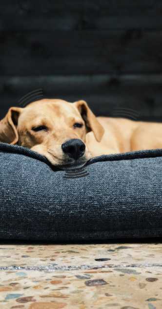 Hund zittert im Schlaf