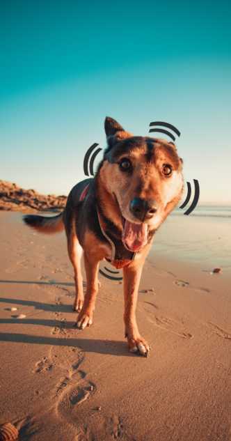 Hund zittert nach Bewegung