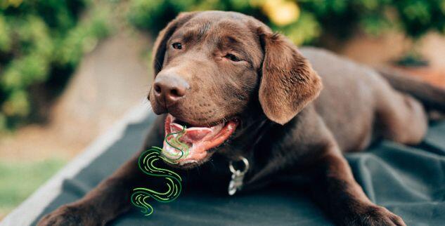 Mundgeruch beim Hund – 6 Ursachen & 7 einfache Hausmittel