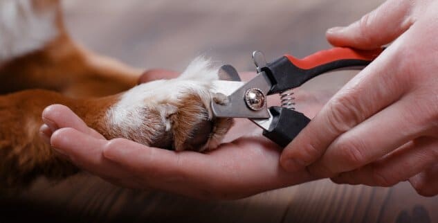 Hund die Krallen schneiden – alles was Du wissen musst + Tipps & Tricks