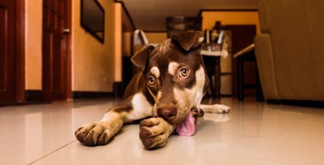 Hund leckt Pfoten – warum tut er das? Ursachen & Hausmittel!