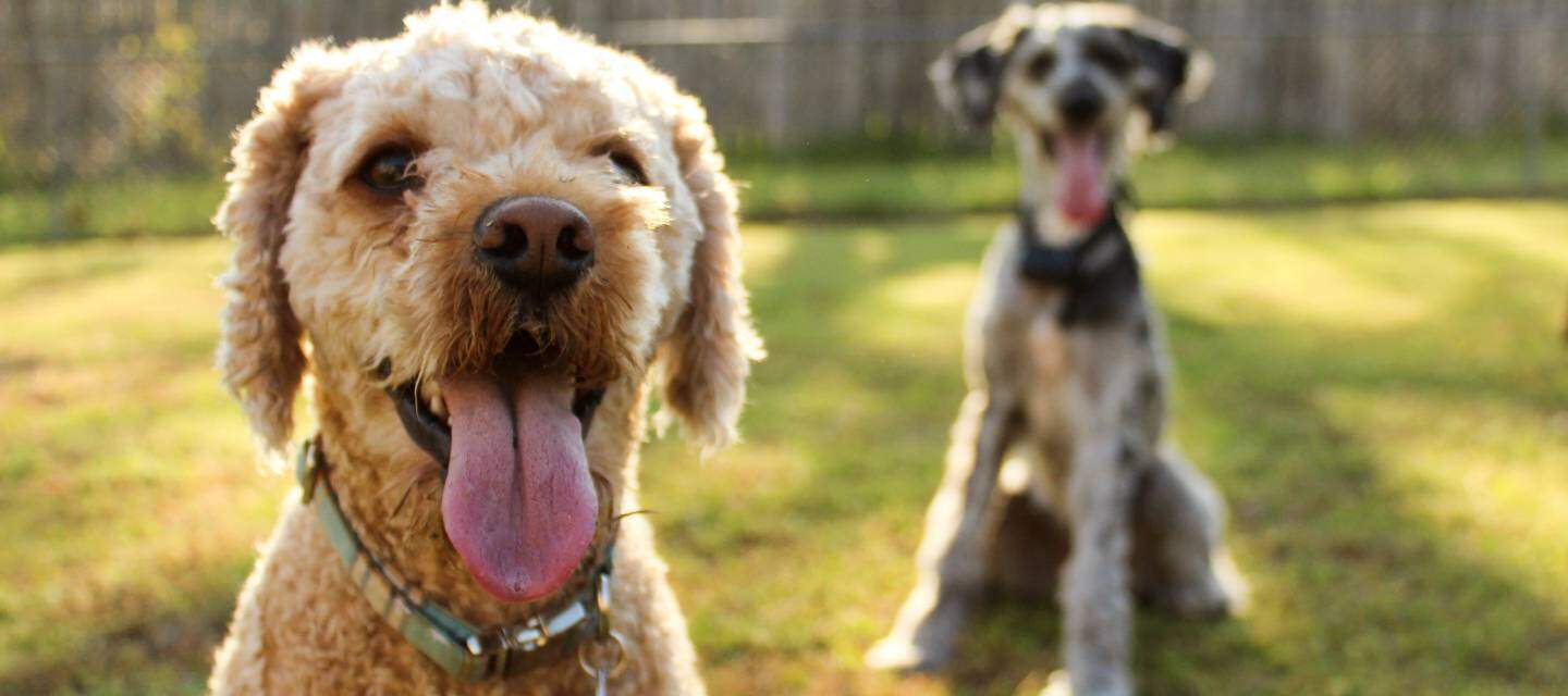 Hunde Blog - Hundeerziehung & Hundegesundheit