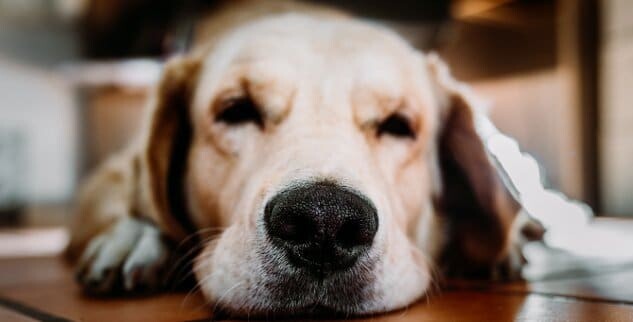Trockene Nase beim Hund – Ursache, Lösung & Hausmittel