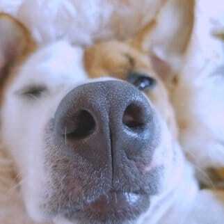 Hund Nase einfetten gegen Trockenheit und Kruste