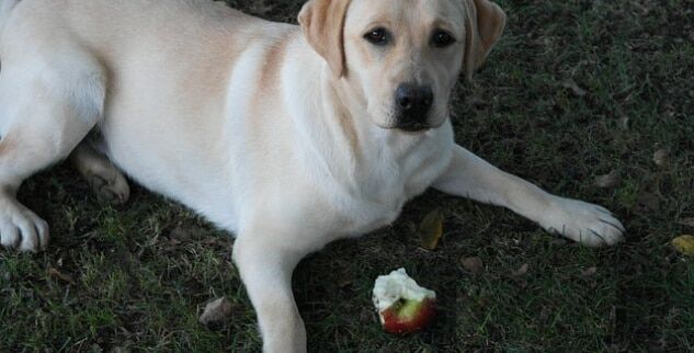 Dürfen Hunde Äpfel essen?
