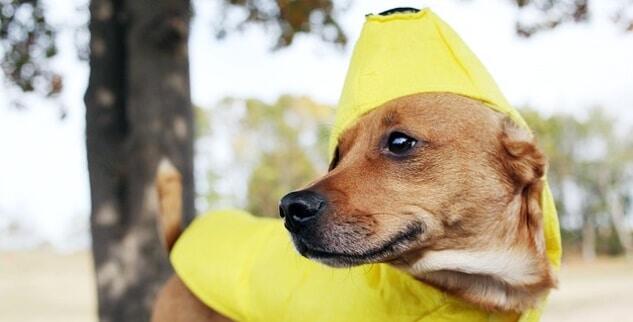 Berri Indstilling Rådgiver Dürfen Hunde Bananen essen oder ist das schädlich?