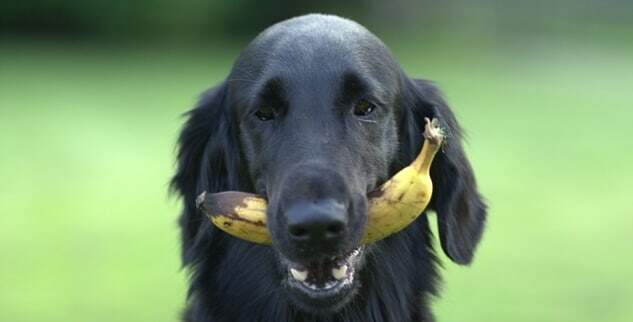 Dürfen Hunde Bananen essen oder ist das schädlich?