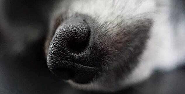Mein Hund atmet schwer – was steckt dahinter? Ursachen & Erste Hilfe
