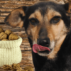 welche Nüsse dürfen Hunde essen?