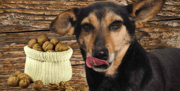 Dürfen Hunde Nüsse essen? Alles über gesunde & giftige Nüsse!