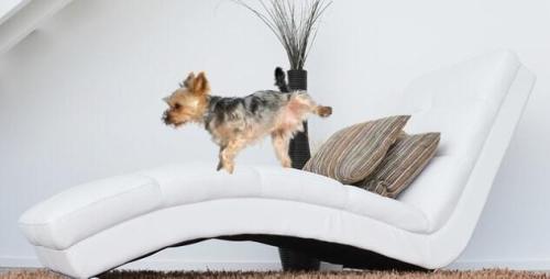 Hund Pinkelt In Fremde Wohnung Obwohl Stubenrein Hund pinkelt plötzlich in die Wohnung obwohl er stubenrein ist