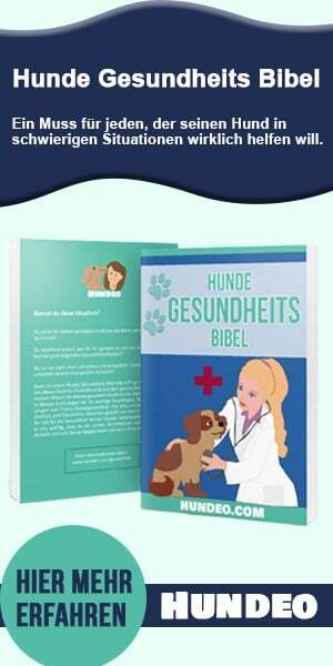 Mein Hund Leckt Mich Standig Im Genitalbereich Mein Hund leckt sich ständig im Genitalbereich - warum?