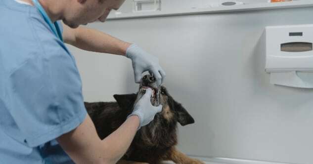 Hund zum Erbrechen bringen – Hilfe bei geschluckten Fremdkörpern & Gift