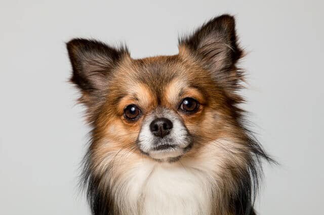 Chihuahua 2