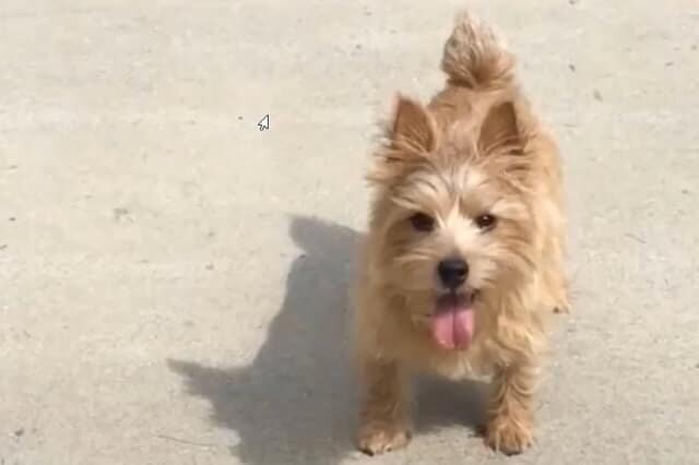 Norwich Terrier 4