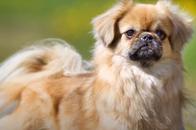 Tibet Spaniel 2