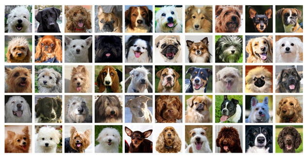 Hunde für Anfänger und Familie  – 57 geeignete Hunderassen