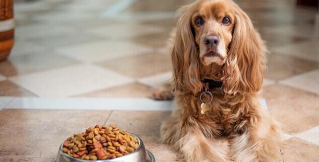 Hund verweigert Futter, frisst aber Leckerlis – Ursachen & Lösung