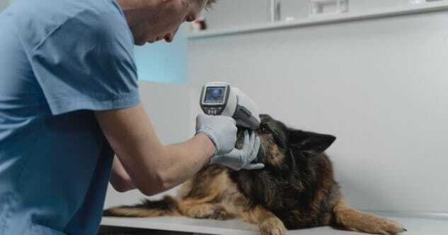 Parvovirus beim Hund rechtzeitig erkennen & Überlebenschance um 65% steigern