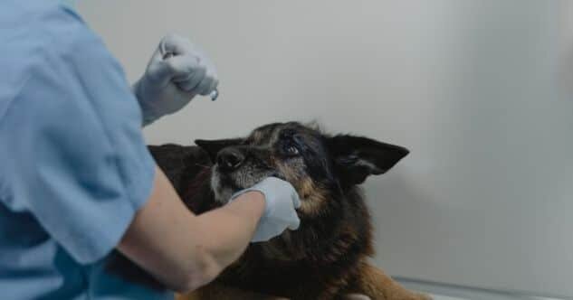 Bindehautentzündung beim Hund - so kannst Du Deinem Hund helfen, wenn seine Augen entzündet sind