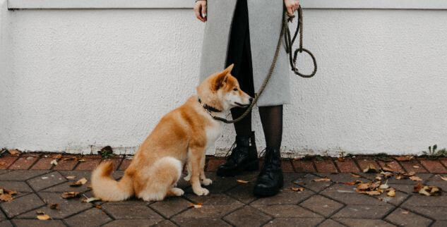 Hund will nicht Gassi gehen –  was Du dagegen tun kannst