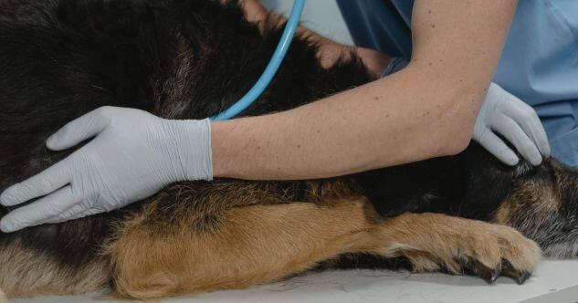 Nierenprobleme beim Hund – Symptome erkennen & rechtzeitig behandeln