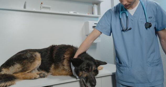 Tierarztbehandlung von Niereninsuffizienz beim Hund