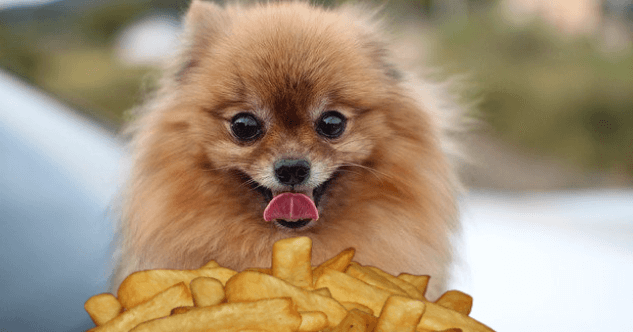 Dürfen Hunde Pommes fressen?