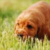 Warum Dein Hund Gras frisst