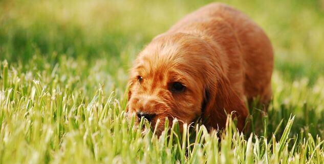Warum Dein Hund Gras frisst