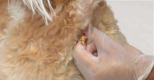 Analbeutel (Analdrüsen) beim Hund selbst ausdrücken – Anleitung