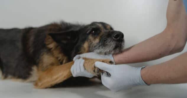 Arthritis beim Hund (akute Gelenkentzündung) – das hilft!