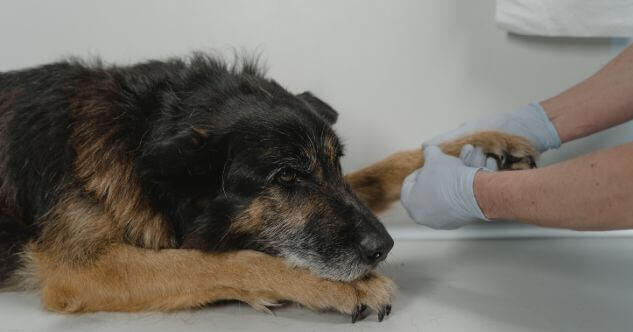 Arthrose beim Hund (chronische Gelenkentzündung)