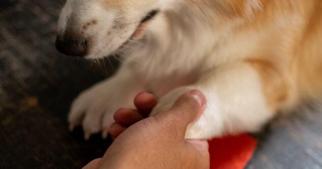 Hilfreiche Übungen gegen Gelenkschmerzen beim Hund