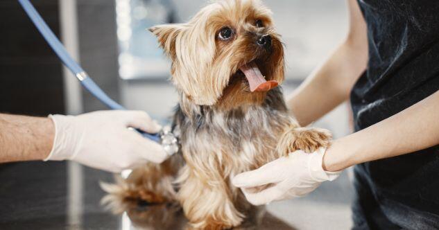 So kannst Du Gelenkschmerzen und unterschiedliche Gelenkerkrankungen beim Hund erkennen