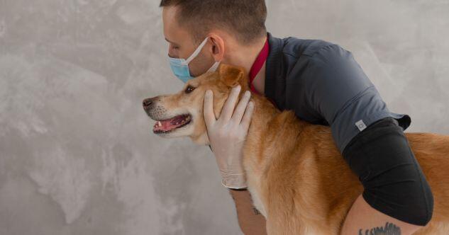 Hüftdysplasie beim Hund - Symptome, Behandlung und Hausmittel