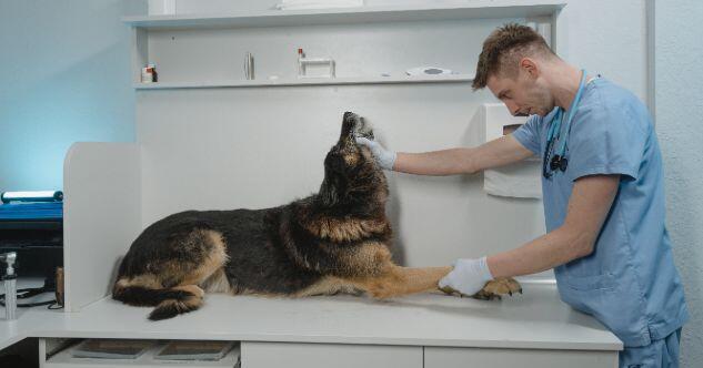 Spondylose beim Hund – Symptome, Behandlung, Hausmittel & Übungen
