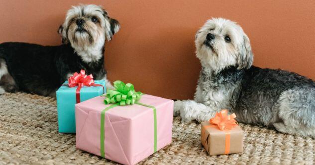 Geschenke für Hundegeburtstag-Gäste