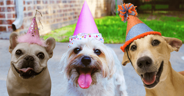 So gelingt der Geburtstag von Deinem Hund