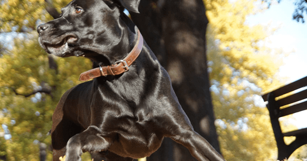 Hundehalsband aus Gürtel selber machen