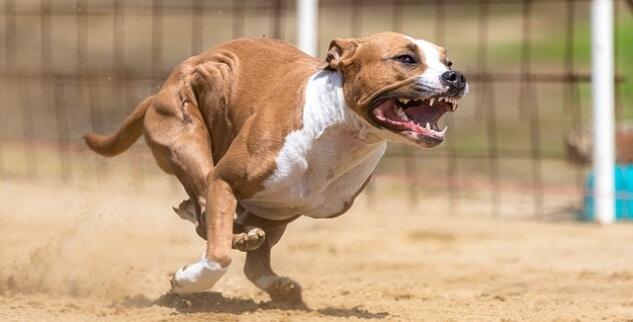 Aggressiv Stramme at ringe Hund Jagdtrieb abgewöhnen – Anti-Jagd-Training einfach erklärt