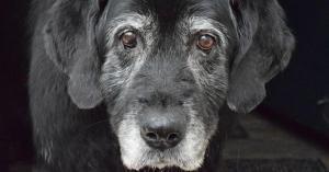 Demenz bei Hund einfach erkennen - Symptome, Verlauf & Hilfe