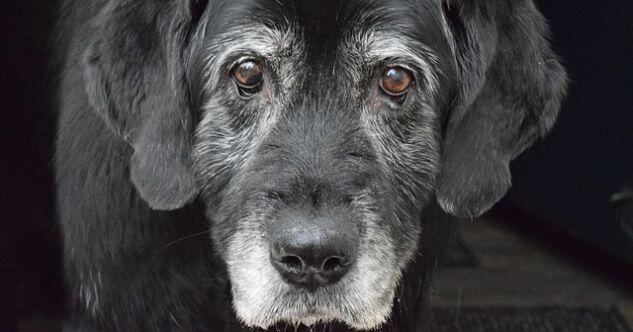 Demenz bei Hund einfach erkennen – Symptome, Verlauf & Hilfe
