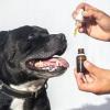 CBD Öl für Hunde
