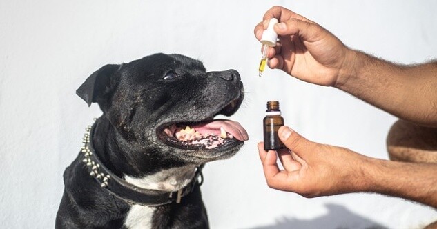 CBD-Öl für Hunde – Anwendung, Dosierung & Wirkung