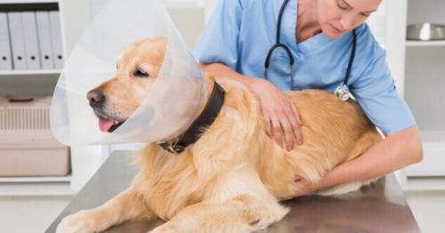 Hund hat Knubbel unter der Haut – was ist das?