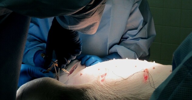 Magendrehung Operation beim Tierarzt